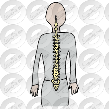 Spine Picture