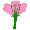 Parts of a Flower Picture