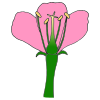 Parts of a Flower
