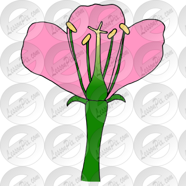 Parts of a Flower