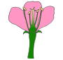 Parts of a Flower