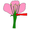 Ovary