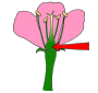 Ovary
