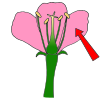 Petal