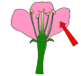 Petal