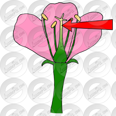 Pistil