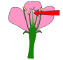 Pistil