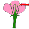 Stamen