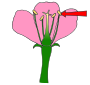 Stamen
