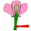 Stem