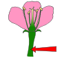 Stem