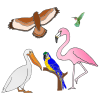 Birds