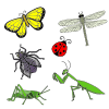 Bugs