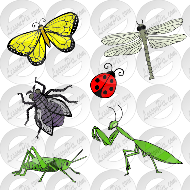 Bugs