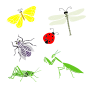 Bugs