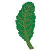 Kale
