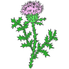 Thistle
