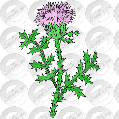 Thistle