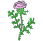 Thistle