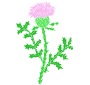 Thistle