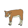 Calf