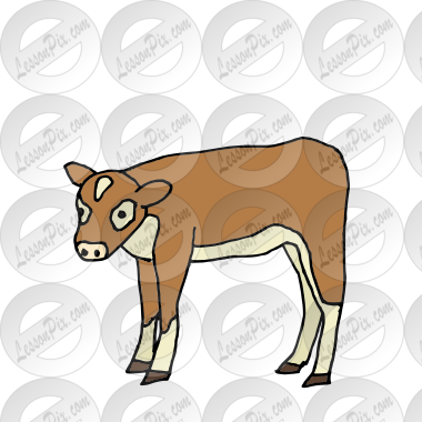 Calf