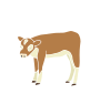 Calf