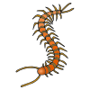 Centipede Picture