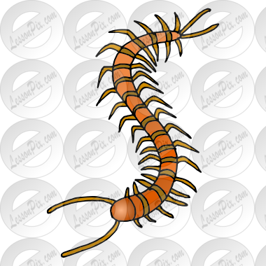 Centipede Picture