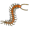 Centipede Picture