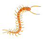 Centipede