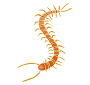 Centipede