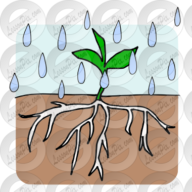 plant w/rain Picture